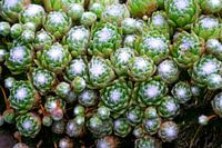 Succulent plant