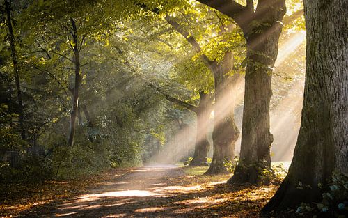 Morning mist in the forest