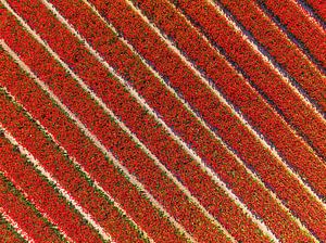 Rote Tulpen auf einem Feld von oben gesehen