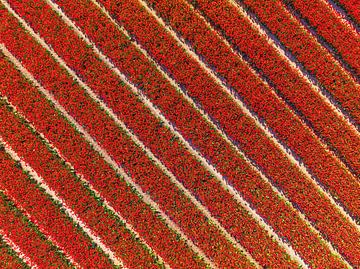 Rode tulpen in een veld van bovenaf gezien