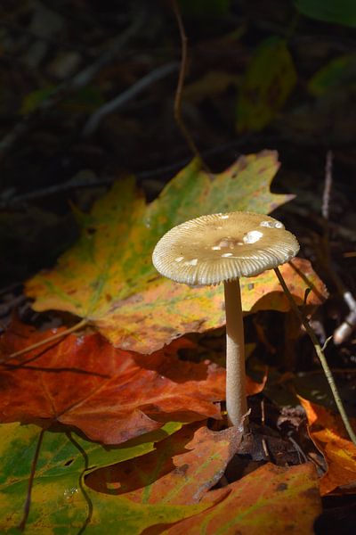 A mushroom in autumn by Claude Laprise