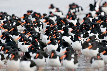 Oystercatchers by Ruurd Jelle Van der leij