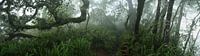 Fairy forest, Lombok Indonesia