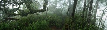 Feenwald, Lombok Indonesien von Ruben Renaud