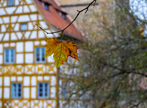 Ein einzelnes Laubblatt im Herbst mit dem Alten Rathaus von Bamberg im Hintergrund, Franken Bayern