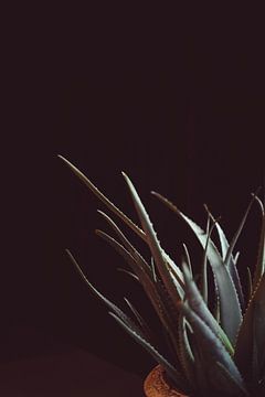 Cactus plant met donker zwart moody achtergrond van AIM52 Shop
