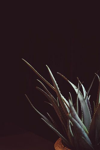 Cactus plant with dark black moody background