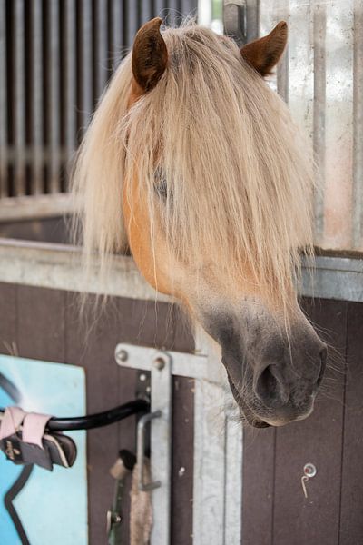Rose in the stable by KB Design & Photography (Karen Brouwer)
