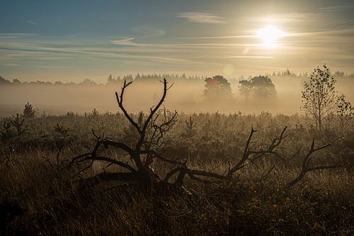 ihm neues Leben einhauchen