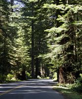 Redwoods in Humboldt State Park