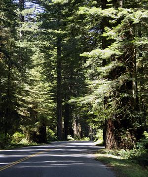 Les séquoias au parc d'État de Humboldt sur Christiane Schulze