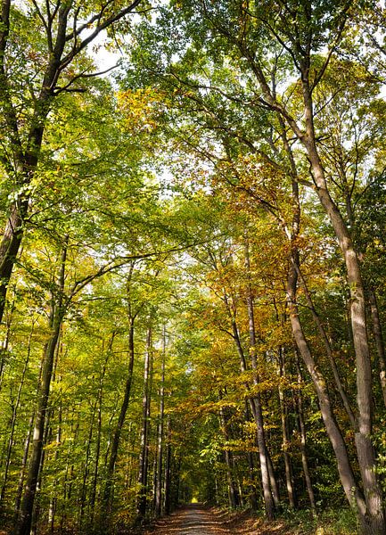 Forêt d'automne par Christian Konschewski