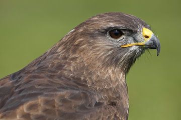 Mäusebussard (Buteo buteo) von Ronald Pol