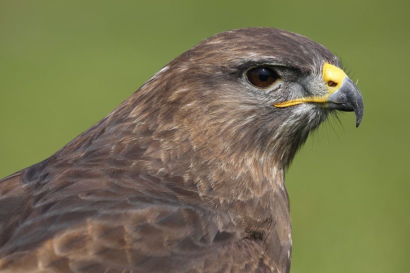 Common Buzzard (Buteo buteo) by Ronald Pol