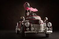 Auto met hond