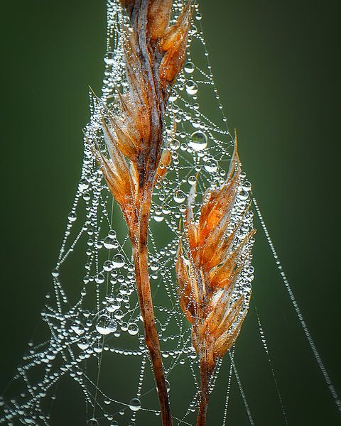 Herfstdruppels van Ruud Peters