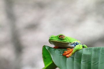 Grenouille aux yeux rouges sur Irma Grotenhuis