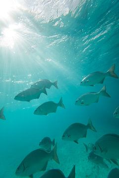 Bonaire sous l'eau