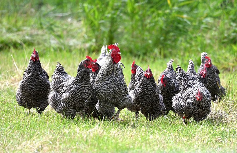 Black and white chickens and a rooster in the grass by Petra De Jonge
