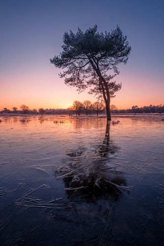 Frozen