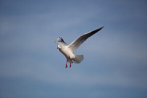 Zeemeeuw tijdens de vlucht van Salke Hartung