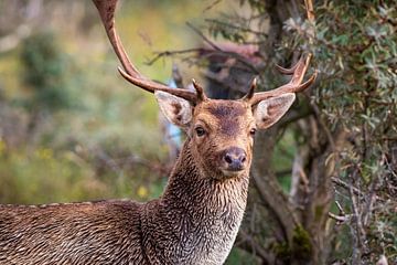 Fallow deer with antlers by Marcel Alsemgeest