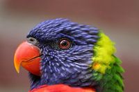 Lori bird