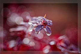 Waterdruppels aan Berberis haag van Rob Boon