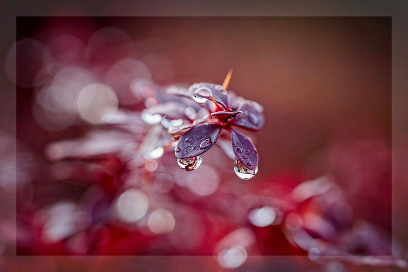 Wassertropfen auf Berberishecke von Rob Boon