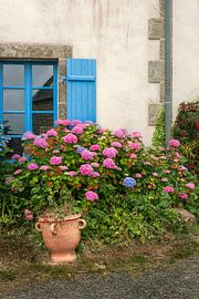 Hydrangea's in Brittany | Blue window | France travel photography by HelloHappylife