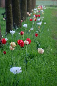 Printemps