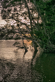 Zonsondergang aan een rivier met bomen in Suriname van Patricia Hofmeester