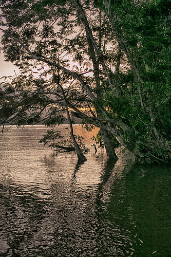 Zonsondergang aan een rivier met bomen in Suriname