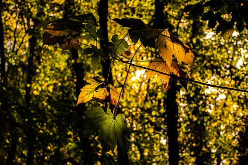 Herfstbladeren