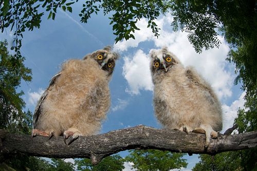 Long-eared Owl two young perched on branch during daylight