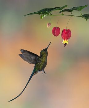 La nymphe à queue violette boit le nectar de la fleur
