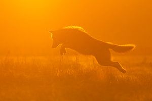 Jagende wolf van Nature Prints