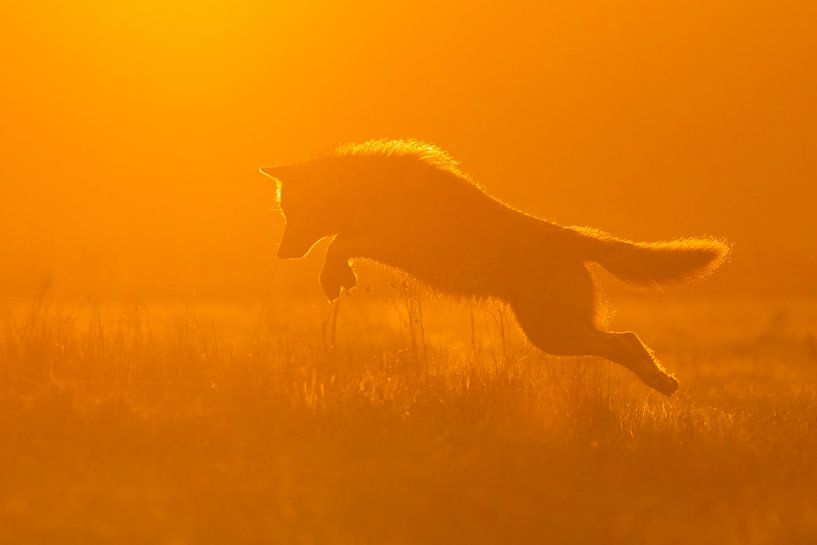 Hunting wolf by Nature Prints
