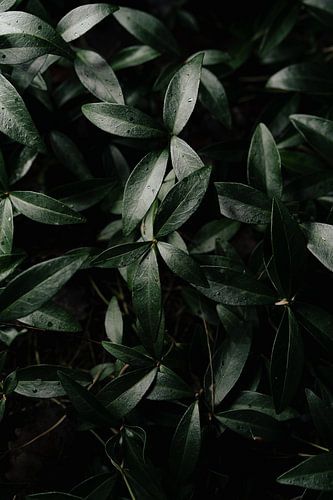 L'éveil du printemps dans la forêt