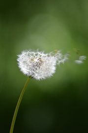mit dem Wind fliegen von Jonathan vds