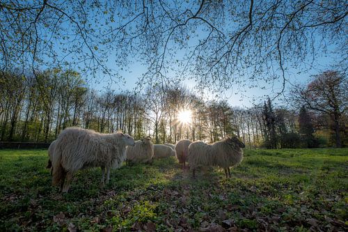 Schapen en de zon