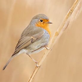 Robin in the reeds by Roosmarijn Bruijns