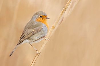 Roodborstje in het riet