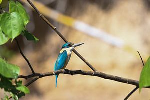 ijsvogel