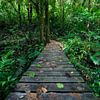 Hiking the Rainforest van Martijn Smeets