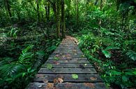 Hiking the Rainforest van Martijn Smeets thumbnail