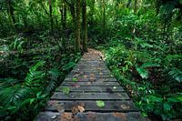 Hiking the Rainforest