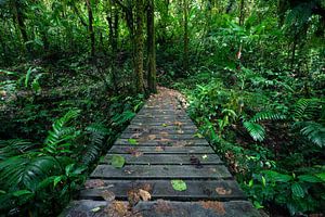 Randonnée dans la forêt tropicale