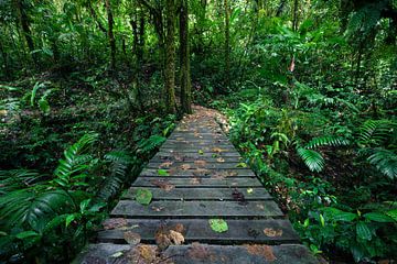 Hiking the Rainforest von Martijn Smeets