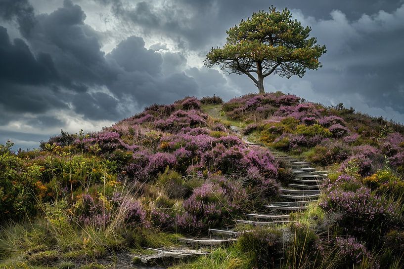 Mystieke boom in de mist van fernlichtsicht